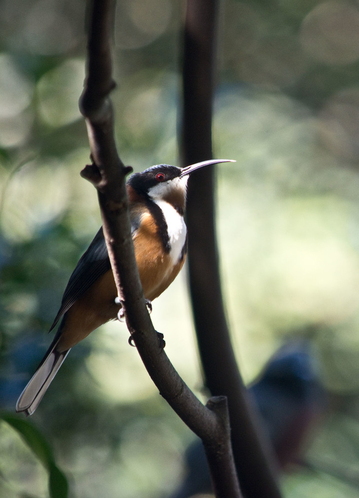 Taronga - Eastern Spinebill by annied