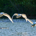 Three Swans. by tonygig