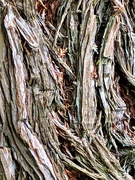 21st Aug 2020 - Bark 