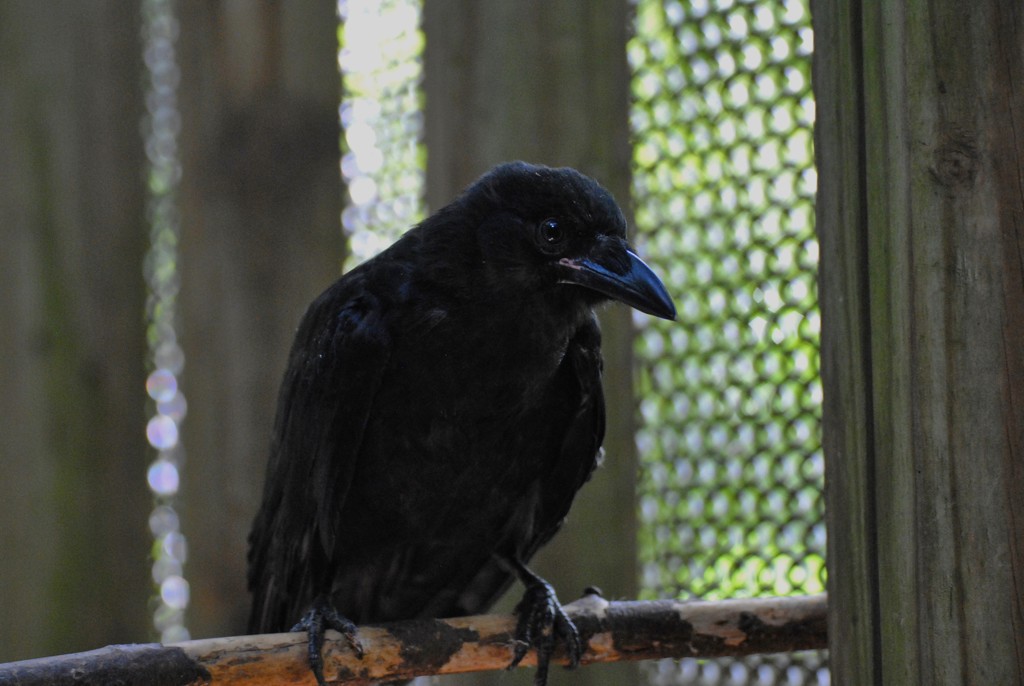 Day 232: Crow - Baby by jeanniec57