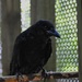 Day 232: Crow - Baby by jeanniec57