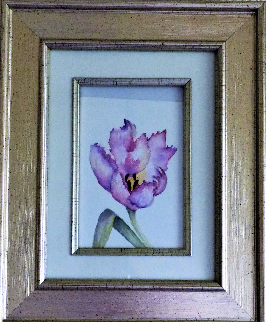 Tulip ,  by beryl