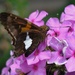 Day 218: Silver-spotted Skipper by jeanniec57