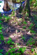 21st Aug 2020 - Bald Cypress “knees”