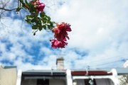 19th Aug 2020 - rose and terraces