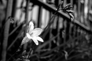 31st Jul 2020 - flower, b&w , droplet