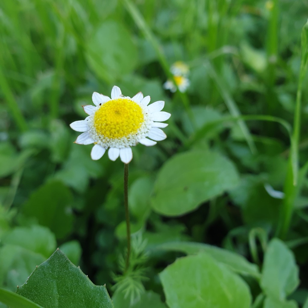 Tiny little daisy by eleanor