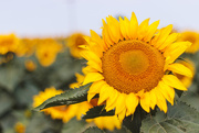 18th Aug 2020 - sunflower field