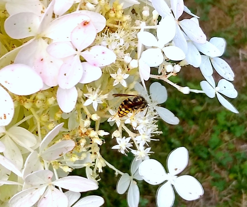 A bee in the hydrangea  by bruni
