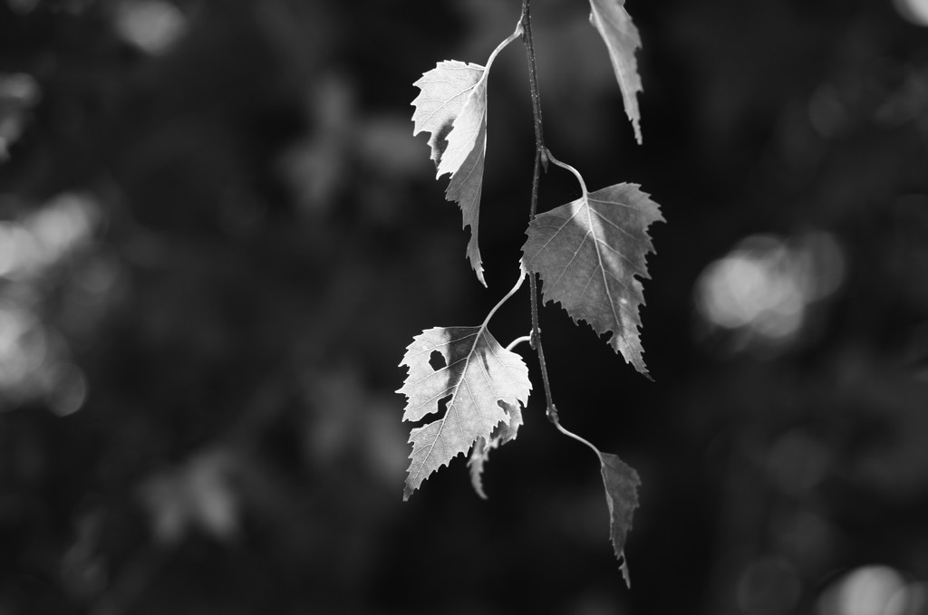 Light on Leaves by fbailey