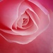 Rose  by salza