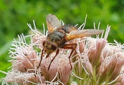 18th Aug 2020 - Tachinid Fly