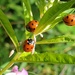 Ladybirds by julienne1