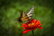 21st Aug 2020 - Eastern Tiger Swallowtail