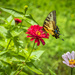 Butterfly Beauty by kvphoto