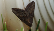 21st Aug 2020 - Brown Angle Shades moth