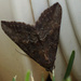 Brown Angle Shades moth by larrysphotos