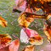 Camellia Petals by yorkshirekiwi