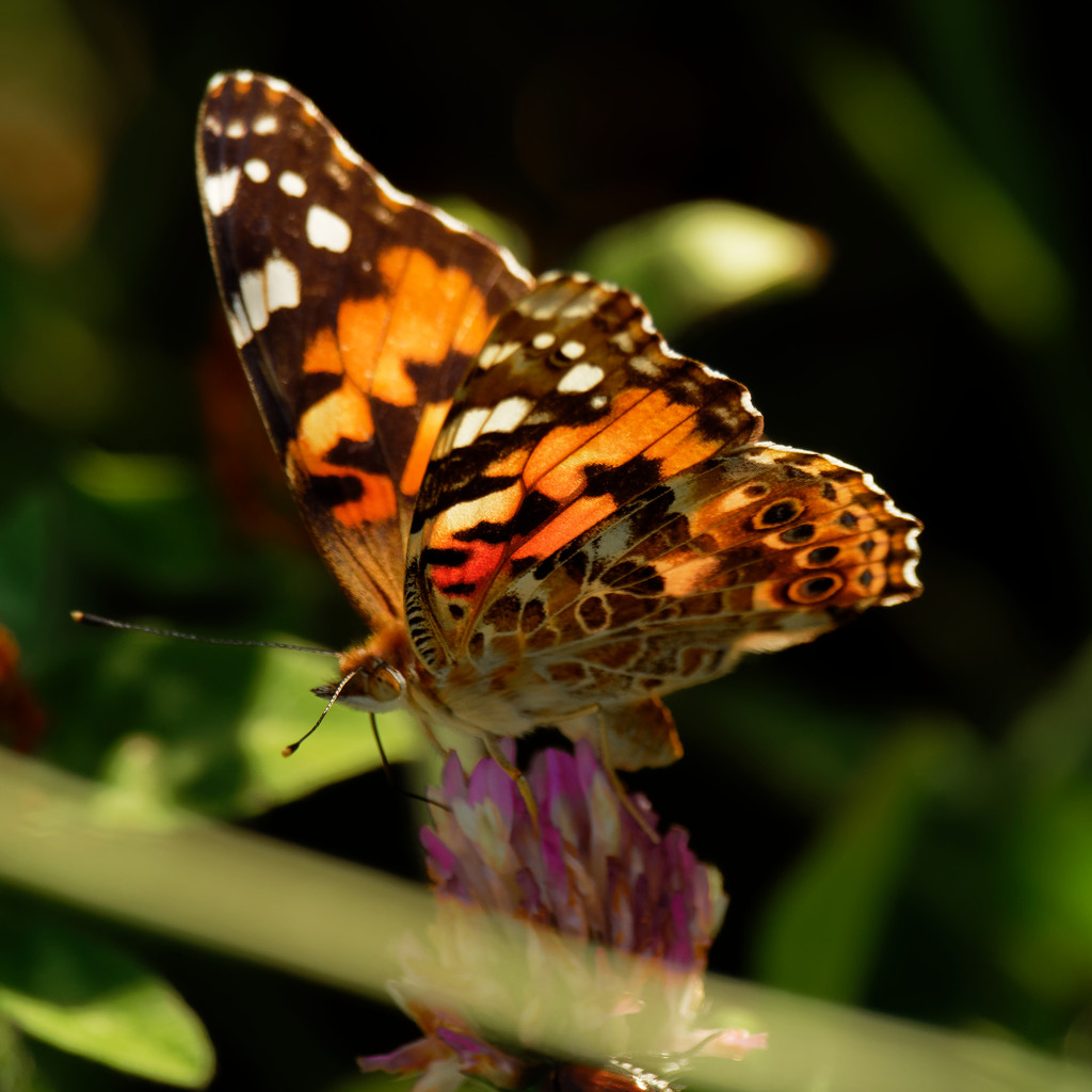 painted lady butterfly  by rminer
