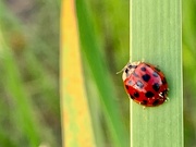 18th Aug 2020 - Ladybug