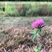 19th Aug 2020 - Clover pink