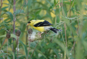 21st Aug 2020 - American Goldfinch
