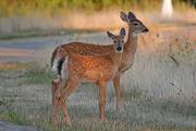 20th Aug 2020 - Fawns