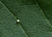 21st Aug 2020 - Monarch Butterfly Egg