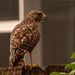 Red Shouldered Hawk on the Back Fence! by rickster549