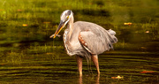 21st Aug 2020 - Blue Heron With A Snack in it's Beak!