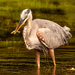 Blue Heron With A Snack in it's Beak! by rickster549