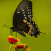 Eastern Black Swallowtail by skipt07