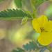 Partridge Pea by lstasel