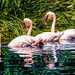 Flamingo Friday '20 23 by stray_shooter
