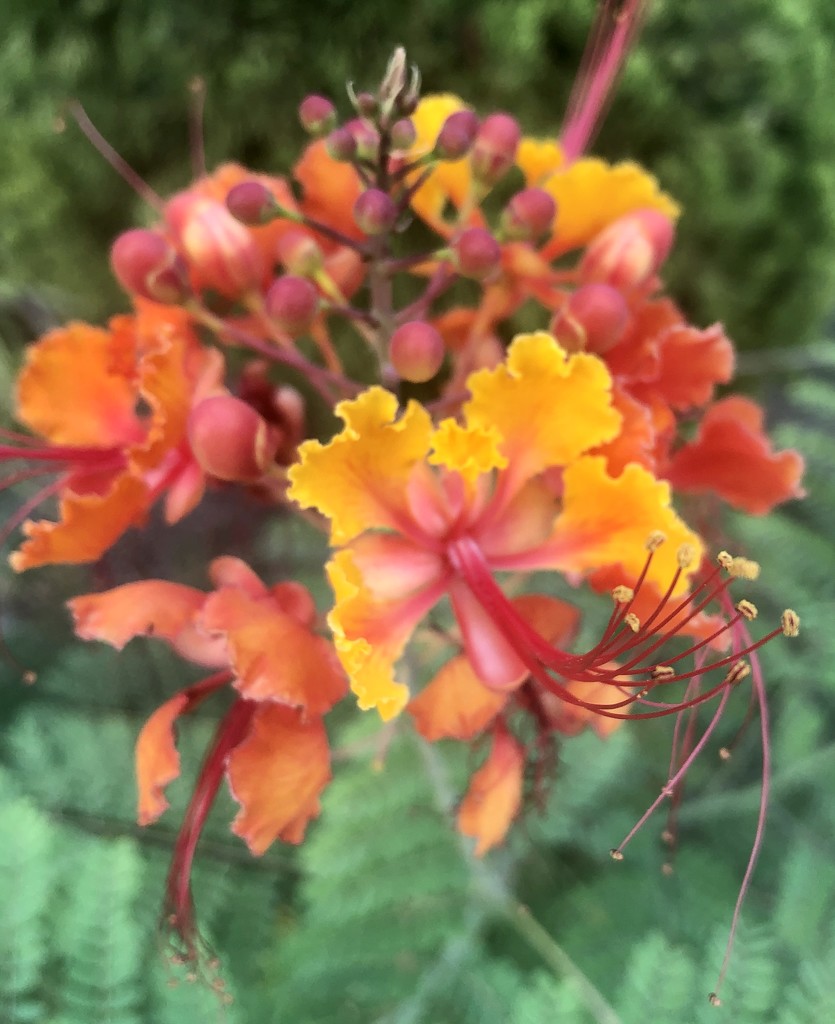 Orange Flower 🌺 by lisaconrad