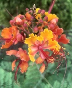 21st Aug 2020 - Orange Flower 🌺