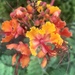 Orange Flower 🌺 by lisaconrad