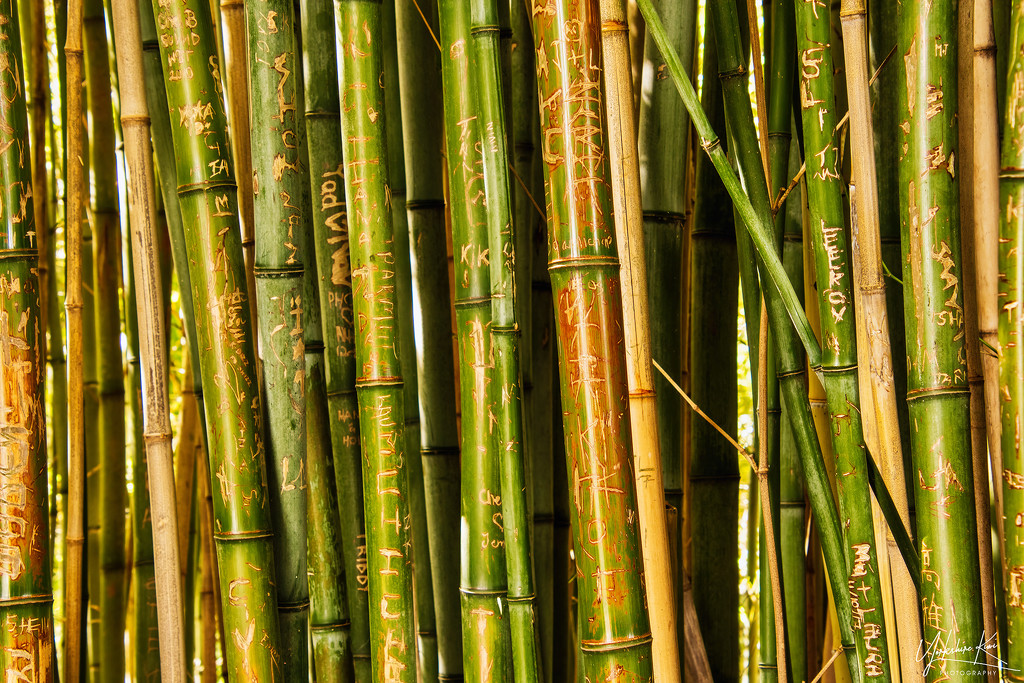 Graffitied Bamboo Canes by yorkshirekiwi