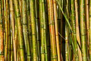 22nd Aug 2020 - Graffitied Bamboo Canes