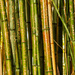 Graffitied Bamboo Canes by yorkshirekiwi