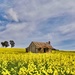 A Cottage In The Canola P8210470 by merrelyn