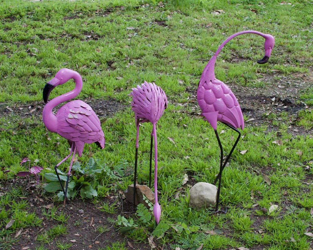 I Found Some Flamingos On Friday DSC_0595 by merrelyn