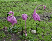 21st Aug 2020 - I Found Some Flamingos On Friday DSC_0595