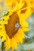 19th Aug 2020 - sunflower monarch