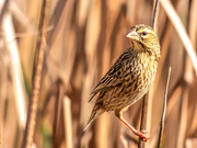 22nd Aug 2020 -  Female Red Bishop 