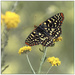 Checkerspot by aikiuser