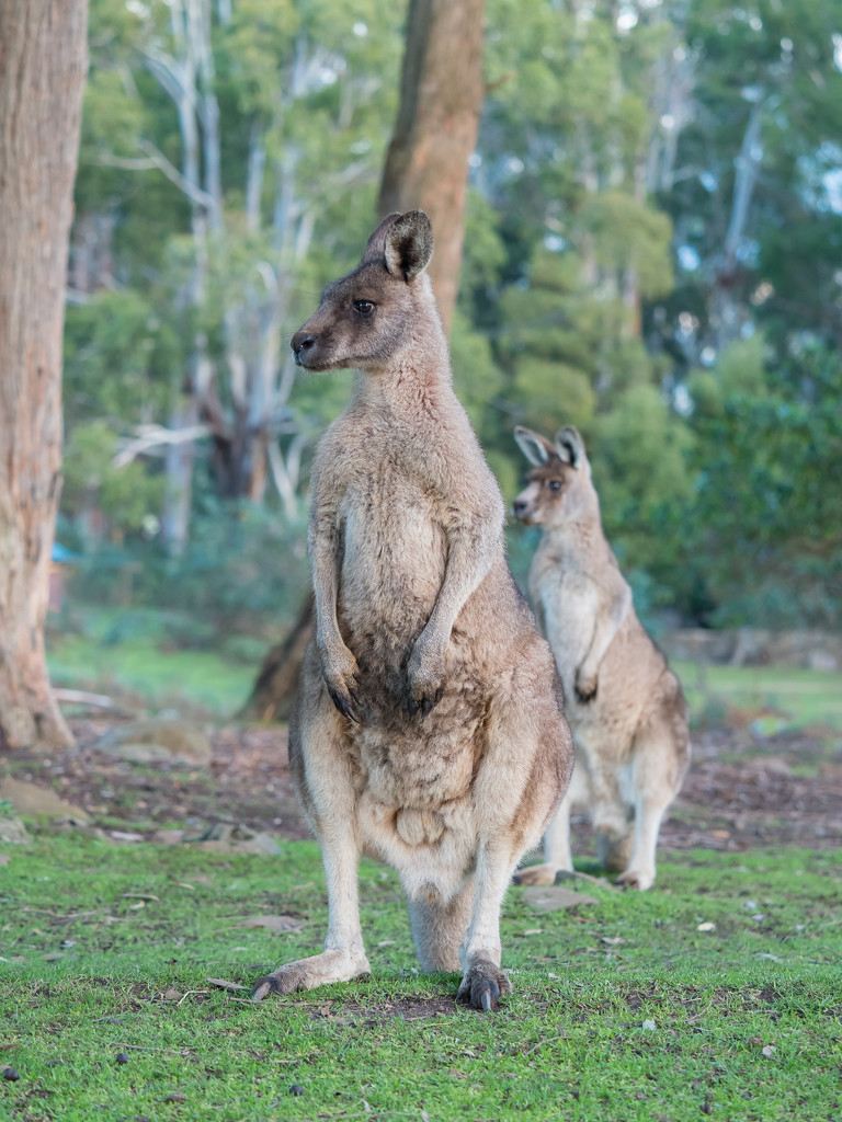 Eastern Grey Kangaroos by gosia