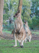 21st Aug 2020 - Eastern Grey Kangaroos