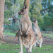 Eastern Grey Kangaroos by gosia