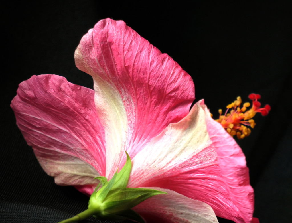 Hibiscus, Another View by lilh